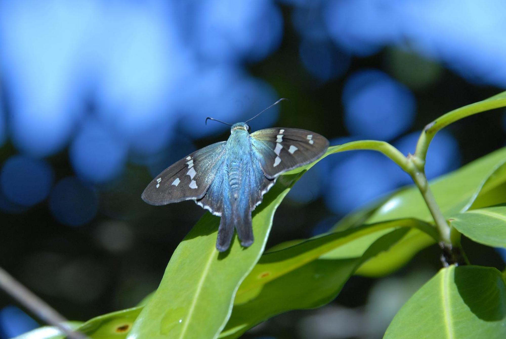 Hotel La Mariposa Manuel Antonio Exteriér fotografie